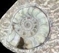 Fossil Goniatite & Orthoceras Display #77212-1